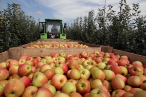 В Ставропольском крае завершился валовый сбор плодов!