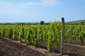 Виноградари и садоводы Ставрополья могут остаться без воды