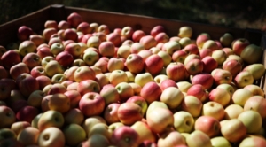 Сбор летних яблок идет в Ставропольском крае