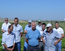 Виноградарство на практике