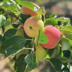 Один из первых праздников урожая – Яблочный Спас
