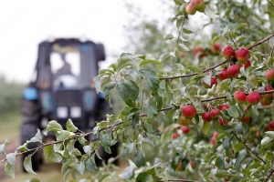 На Ставрополье грант на закладку сада суперинтенсивного типа получили 2 крестьянско-фермерских хозяйства