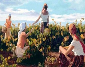 Раскрыть винные карты. Отечественная отрасль виноградарства и виноделия начала возрождение