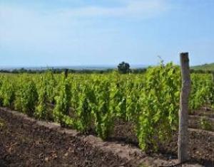 Ставропольские аграрии в 2017 году планируют заложить ещё 250 гектаров виноградников