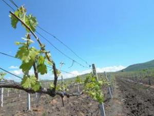 «Легенда Крыма» вложит в 75 га виноградников 62 млн руб.
