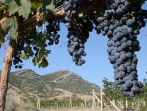 Аксенов: Крым готов вдвое увеличить площадь виноградников в России
