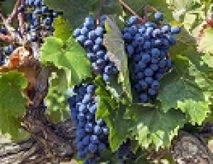 Крым компенсирует до 80% затрат при посадке новых виноградников.