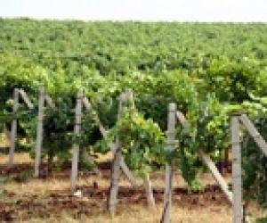 Средства на развитие ставропольских виноградников увеличены в 2,5 раза.