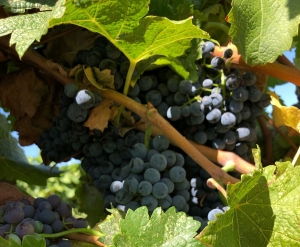 О новом виде российского виноделия рассказали в Курчатовском институте