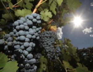 &quot;Ариант&quot; вложит 3,44 млрд руб. в винзавод и виноградники под Анапой