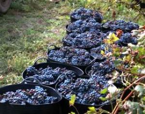 Нынешний урожай технических сортов винограда составит 240 тыс. тонн