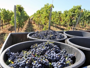 На Ставрополье стартовал отбор получателей субсидии на предоставление государственной поддержки по виноградарству и виноделию