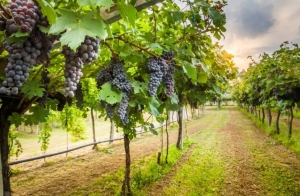 До ставропольских виноградарей и виноделов доведено 114,73 млн рублей на стимулирование развития виноградарства и виноделия в Ставропольском крае