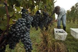 Сбор винограда проходит  на Ставрополье