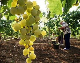 Что в бутылке. В России впервые появился реестр виноградников