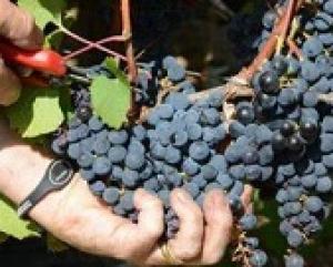 Определен порядок представления сельскохозяйственными товаропроизводителями деклараций об объеме собранного и использованного для производства винодельческой продукции винограда.