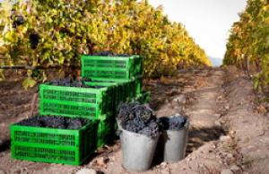 Виноделы России предлагают ввести сбор с продажи вин на закладку виноградников