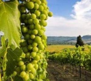 Время сажать виноград: готов ли Юг к запрету на импорт виноматериалов?