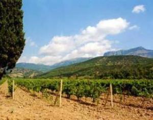Виноградари Крыма в этом году планируют собрать 60 тыс тонн урожая – профильный министр