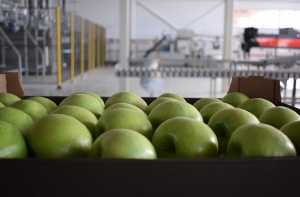 Валовой сбор урожая яблок в этом сезоне повысили на 149 процента