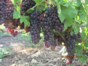 Виноград позволяет улучшить обмен веществ