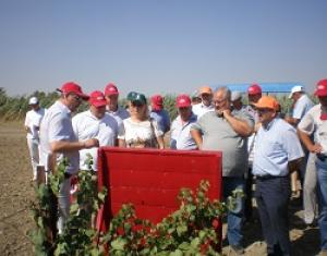 Защита виноградников от вредителей и болезней в условиях Ставропольского края