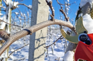 Зимняя обрезка плодовых деревьев продолжается на Ставрополье