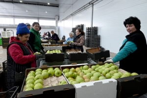 В плодохранилищах Ставрополья на хранении находится свыше 25 тыс. тонн яблок