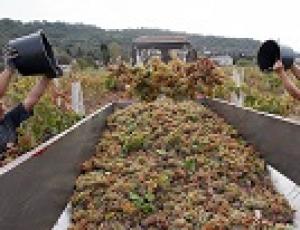 Минсельхоз РФ работает над концепцией развития виноградарства и виноделия до 2025 года