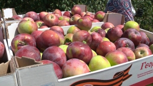 Урожай яблок начали собирать на Ставрополье