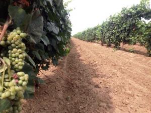 Нефтекумские виноградари успешно наращивают производство