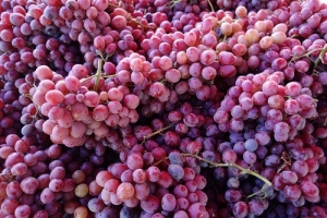 На Ставрополье планируют построить виноградохранилище мощностью 300 тонн в 2020 году