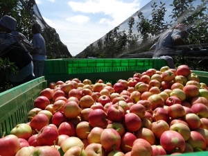 В 2021 году на Ставрополье ожидают рекордный урожай яблок