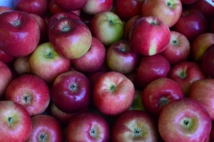 В плодохранилищах края находится 13,5 тысяч тонн яблок