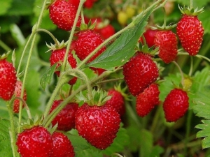 Земляничный секрет успеха!