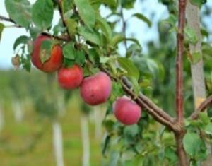 Более 3,5 тысяч тонн яблок собрали в Труновском районе