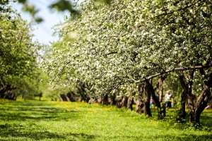Яблоневый сад площадью 80,3 га заложат на Ставрополье благодаря инвестпроекту