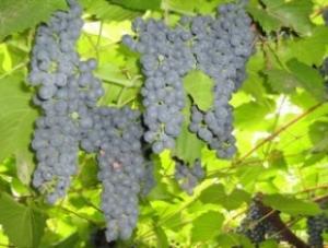 Винная карта России. На Тамани начали разводить новые сорта винограда, чтобы конкурировать с Крымом