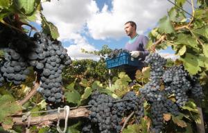 &quot;Легенда Крыма&quot; планирует заложить на полуострове виноградников на миллиард рублей