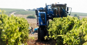 Передовые технологии используют на Ставрополье для уборки винограда