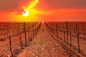Влияние глобального потепления на виноградники.