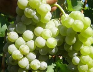 ЗАО «Левокумское» начинает реализацию технического сорта винограда Цветочный.