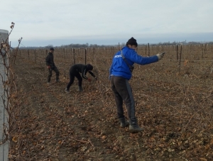 Виноградари завершают осенне-полевые работы