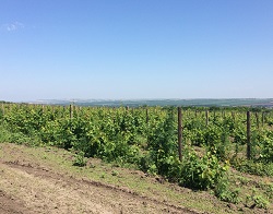 Возрождение виноградарства на КМВ