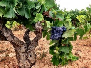 Винодельни Teрра-Альта (Испания) восстанавливают забытый автохтонный сорт «мoренильо»