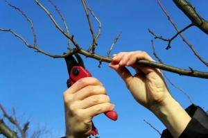 Какие весенние уходные работы лучше провести в плодовом саду в апреле?