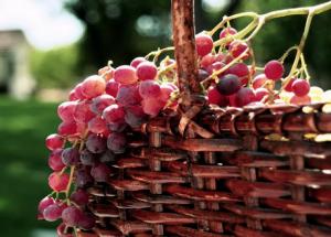 Новый сорт розового винограда назвали в честь Кадырова