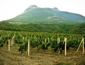 16 компаний Крыма, представляющих более 80% винодельческой продукции полуострова, участвуют во II Черноморском форуме виноделия