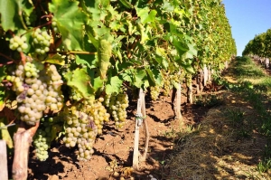 Как поддерживают виноградарей в Левокумском районе