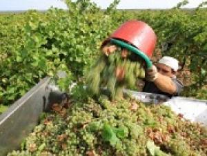 Черенок под санкциями. Виноградари и виноделы просят максимально упростить ввоз импортных саженцев.